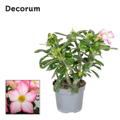 Adenium obesum Pink Star 25cm 13cm Pot