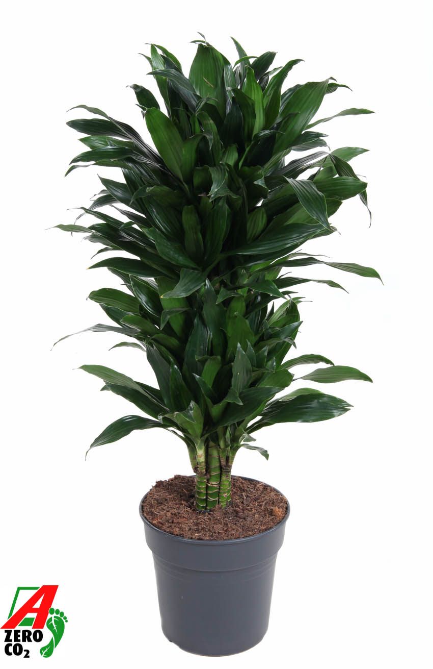Dracaena fragrans Green Jewel 110cm 27cm Pot