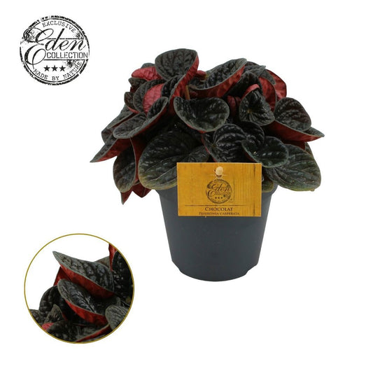 Peperomia Chocolat 20cm 12cm Pot