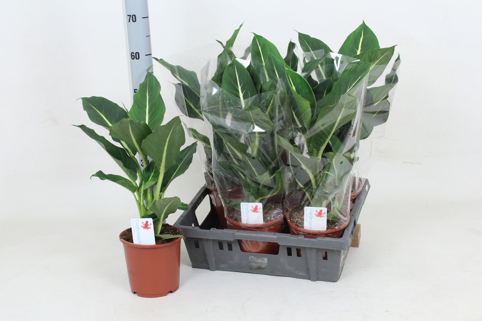 Dieffenbachia Green Magic 55cm 17cm Pot