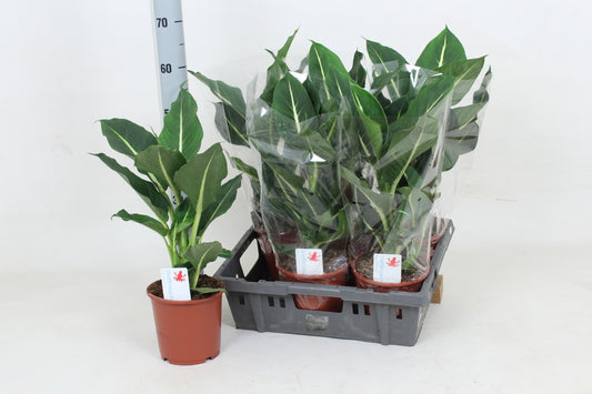 Dieffenbachia Green Magic 55cm 17cm Pot