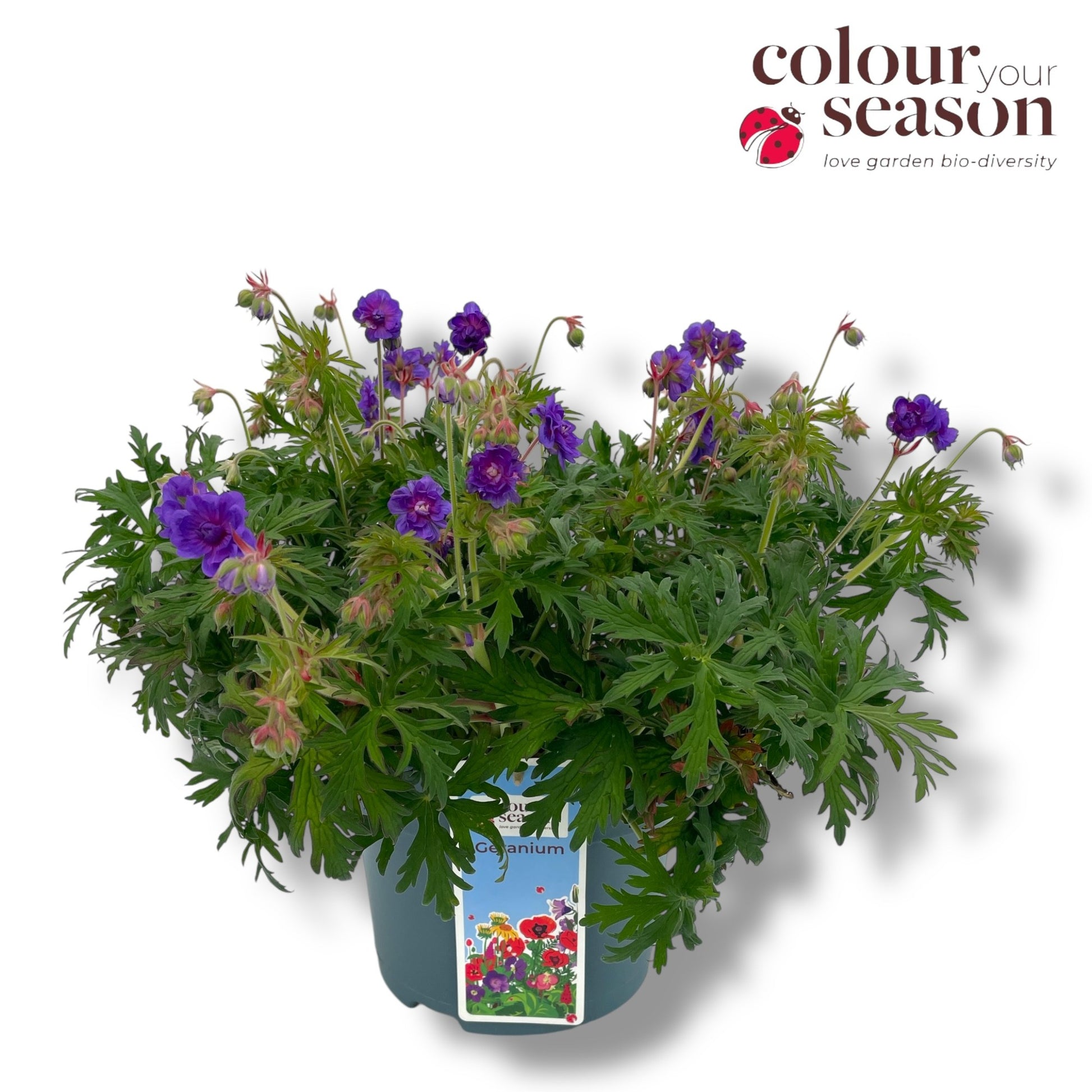 Geranium pratense Plenum Violaceum 45cm 23cm Pot
