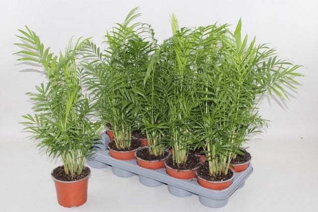 Chamaedorea elegans 50cm 12cm Pot