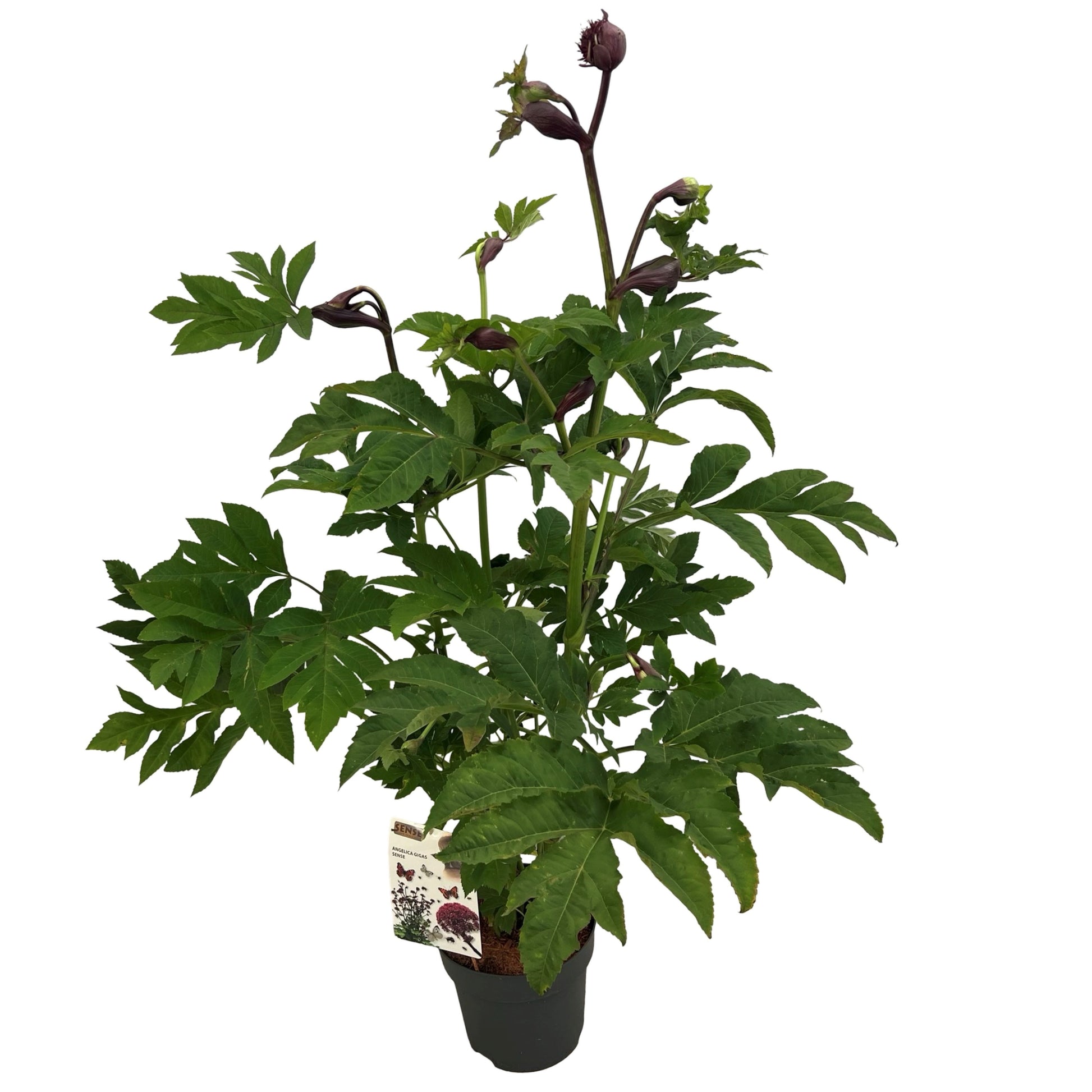 Angelica gigas 70cm 27cm Pot