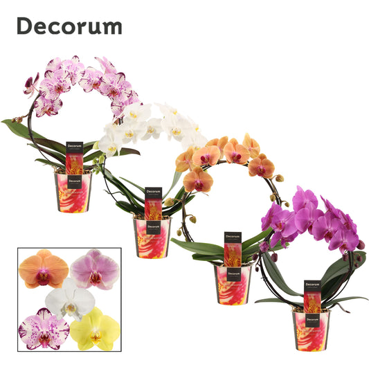 Phalaenopsis mix hoop 45cm 12cm Pot