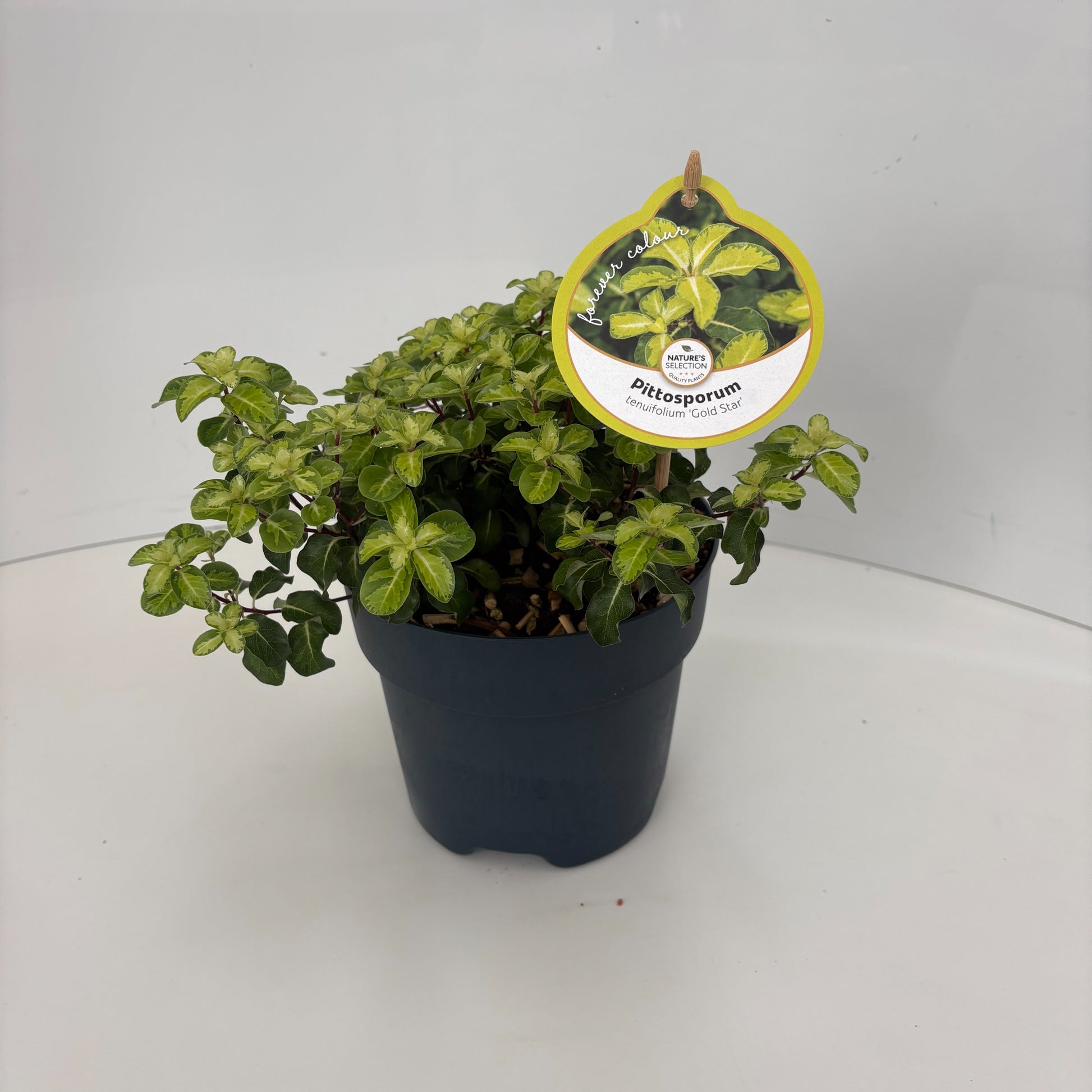 Pittosporum Gold Star 35cm 17cm Pot