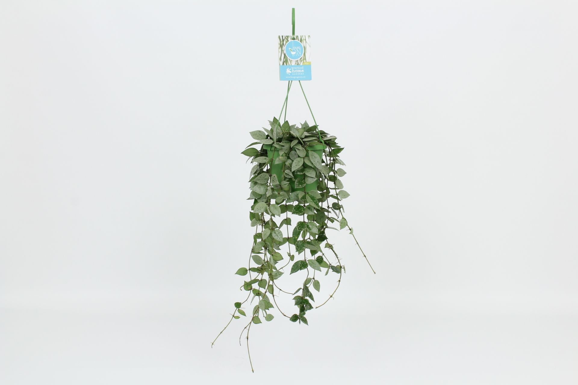 Hoya krohiana Eskimo 30cm 14cm Pot