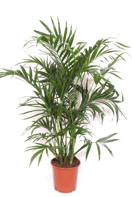 Chamaedorea cat. Stella 130cm 21cm Pot