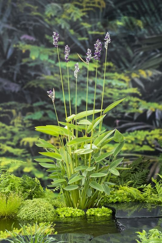 Thalia dealbata (18x18) 30cm 18cm Pot