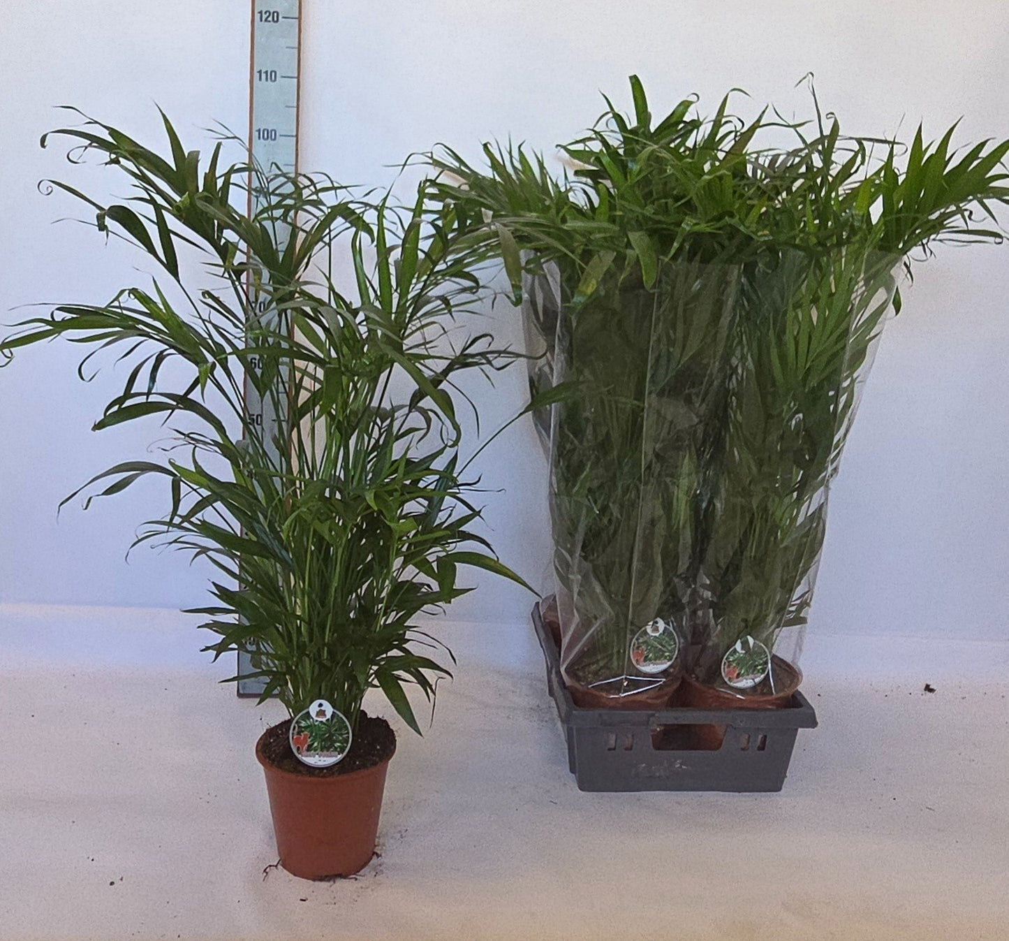 Chamaedorea cataractarum 100cm 19cm Pot