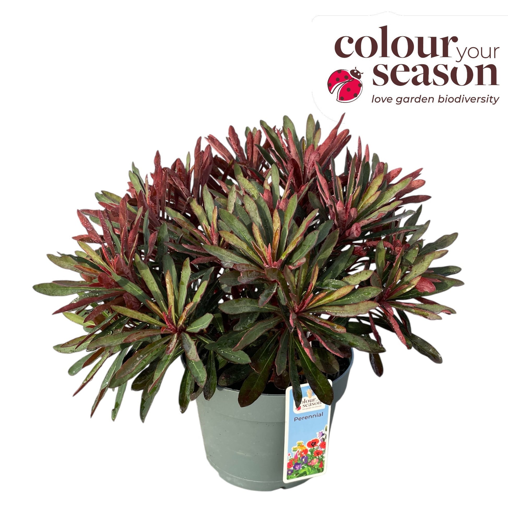 Euphorbia Miner's Merlot 60cm 19cm Pot
