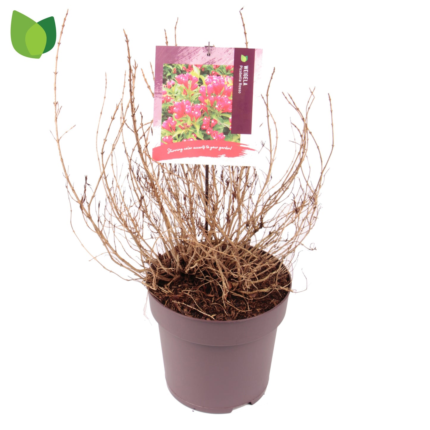 Weigela 55cm 29cm Pot