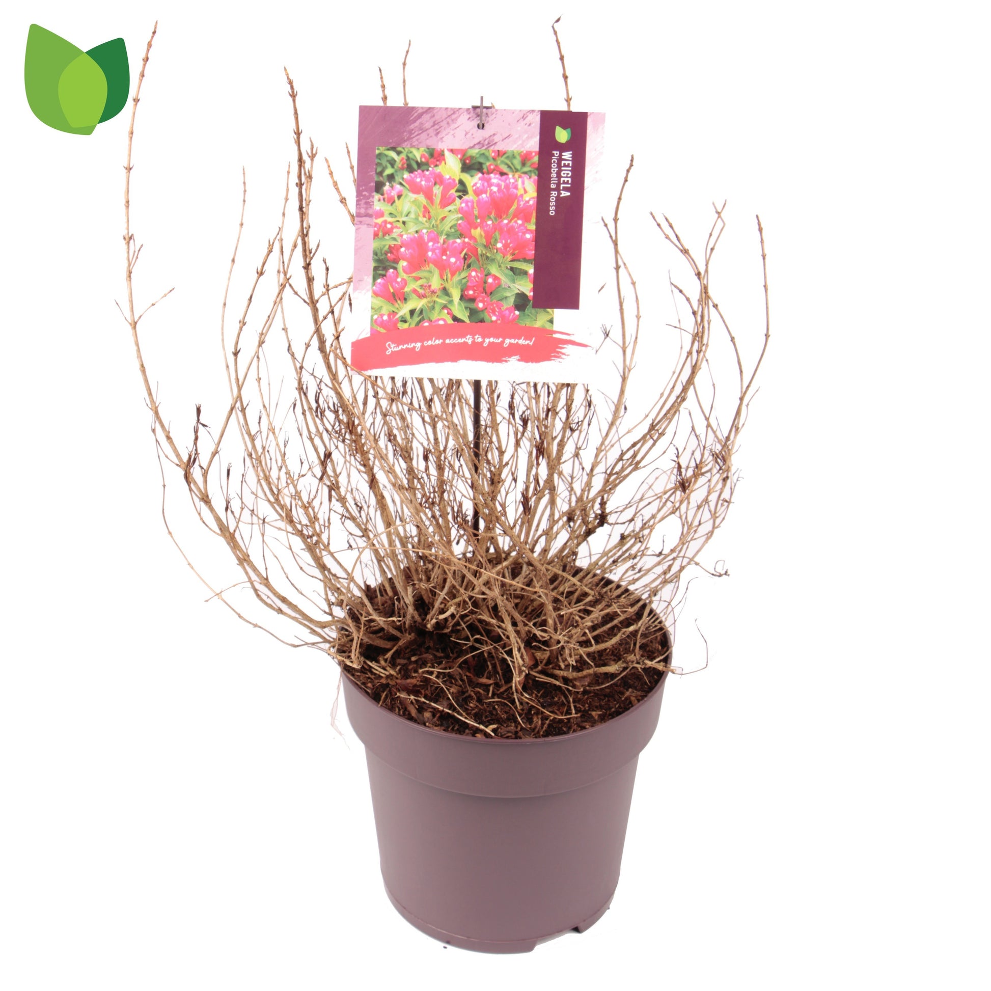 Weigela 55cm 29cm Pot