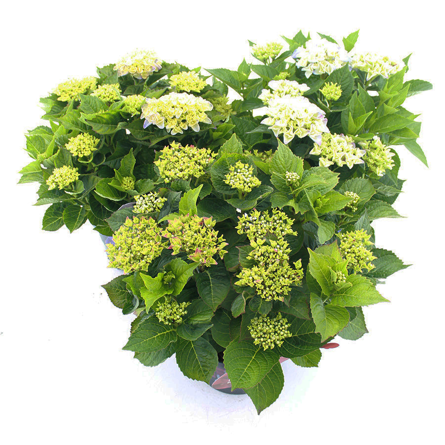 Hydrangea Music Collection mix 45cm 23cm Pot