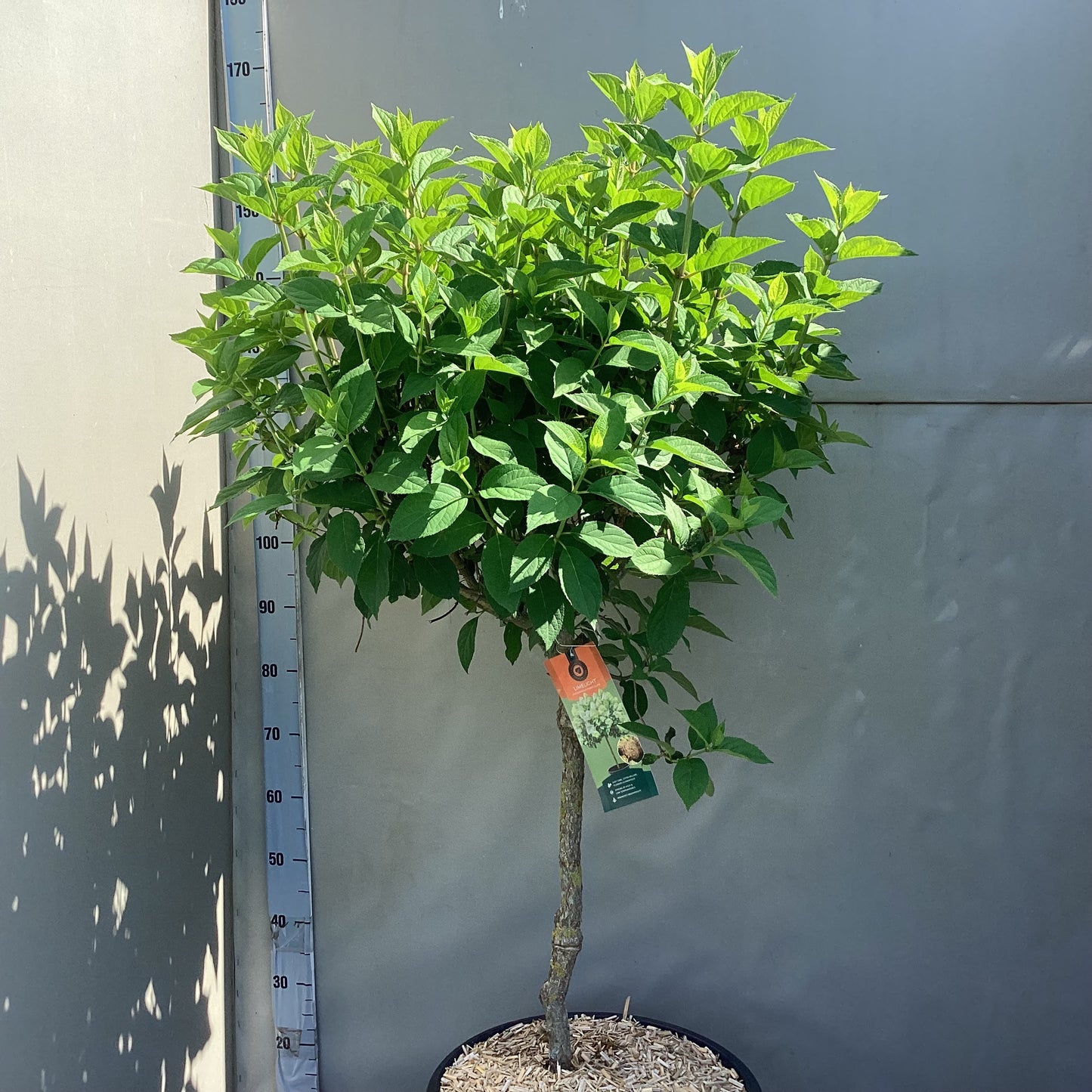 Hydrangea pan. Limelight 150cm 43cm Pot