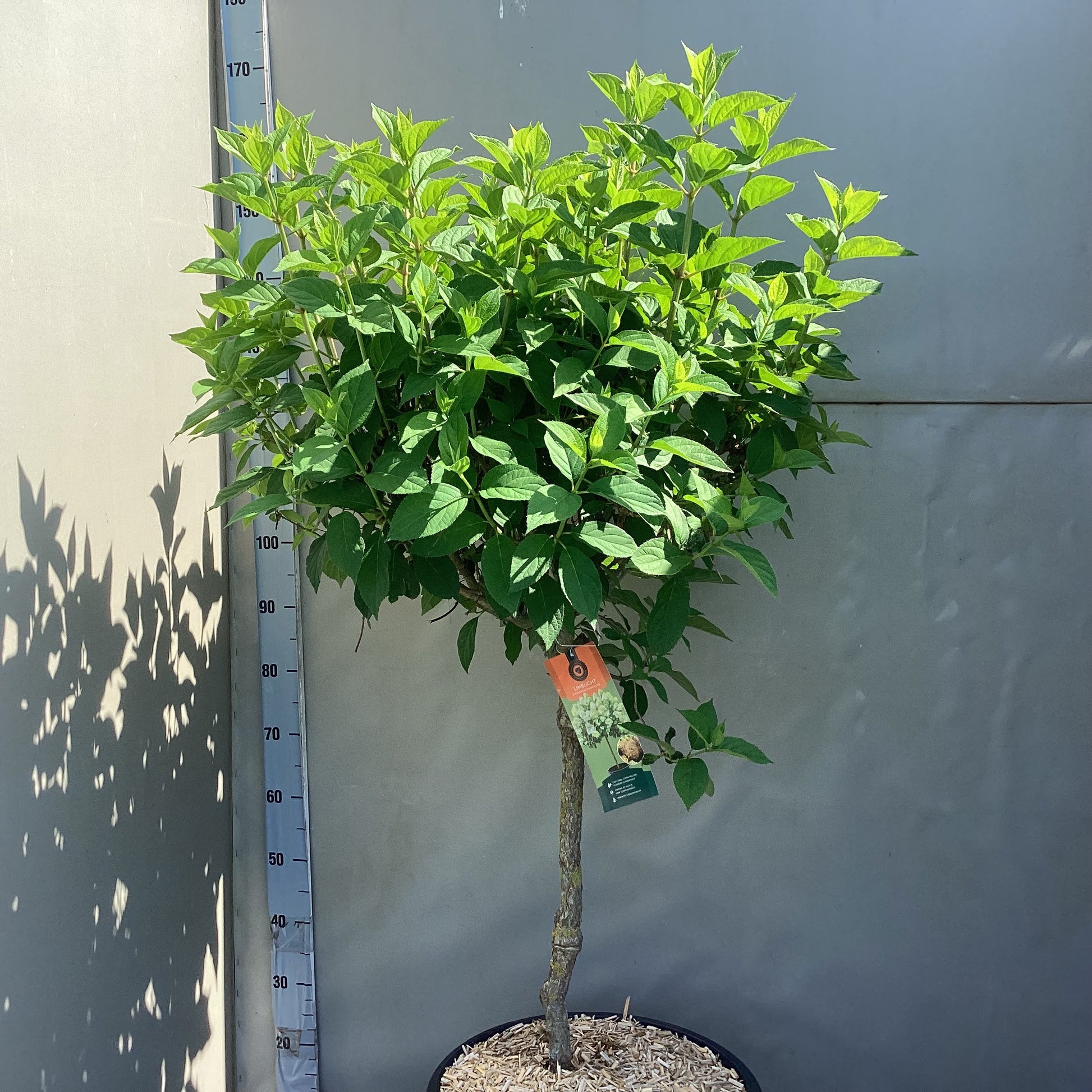 Hydrangea pan. Limelight 150cm 43cm Pot