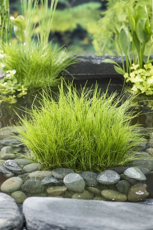 Eleocharis acicularis 30cm 18cm Pot