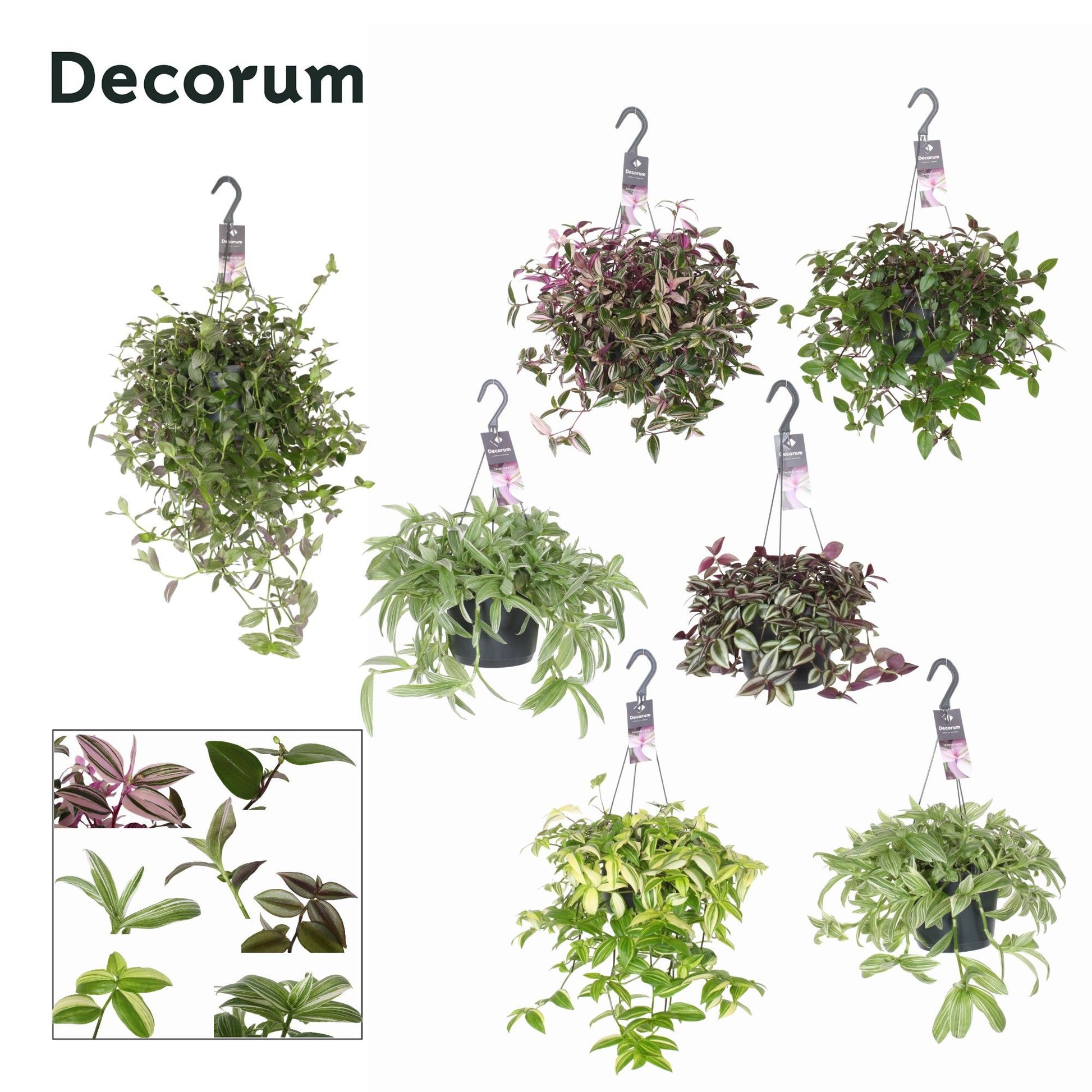 Tradescantia mix 35cm 17cm Pot