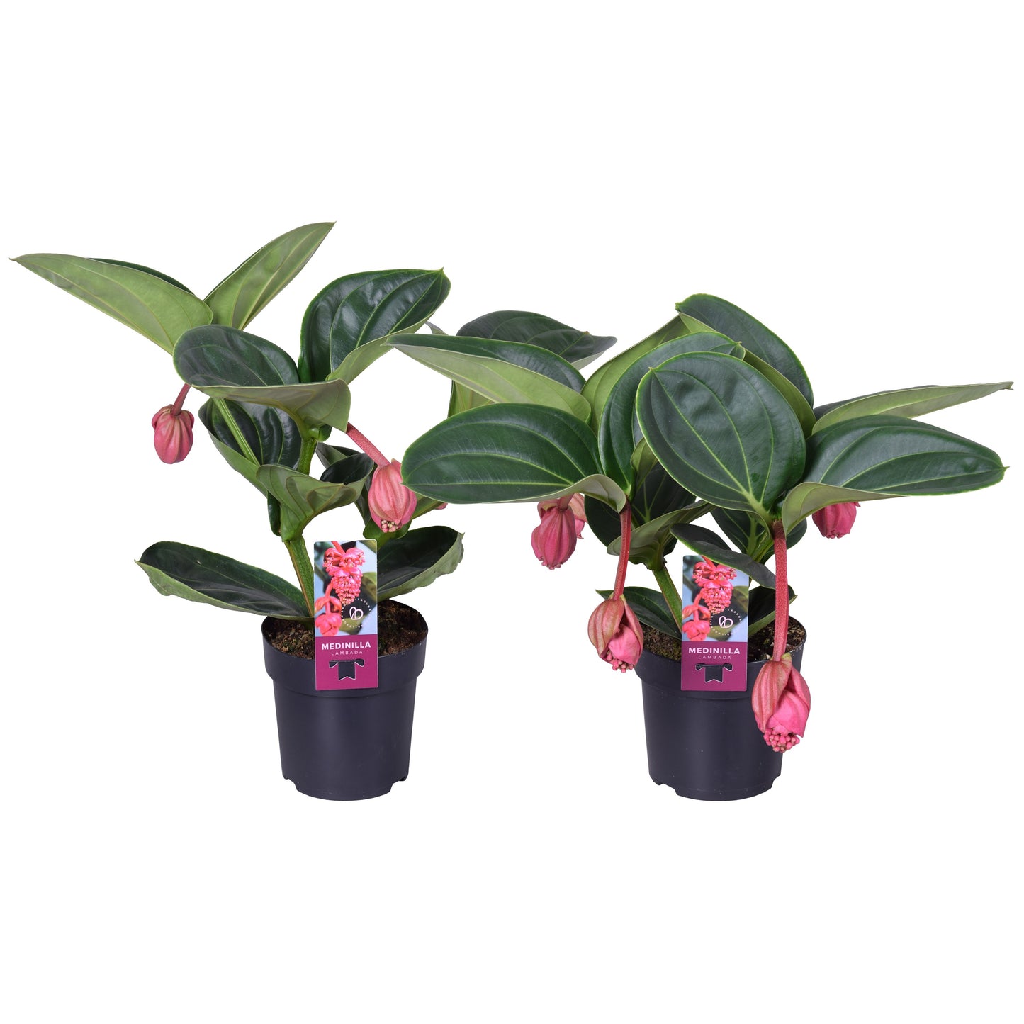 Medinilla magnifica 40cm 14cm Pot