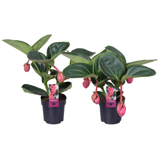 Medinilla magnifica 40cm 14cm Pot