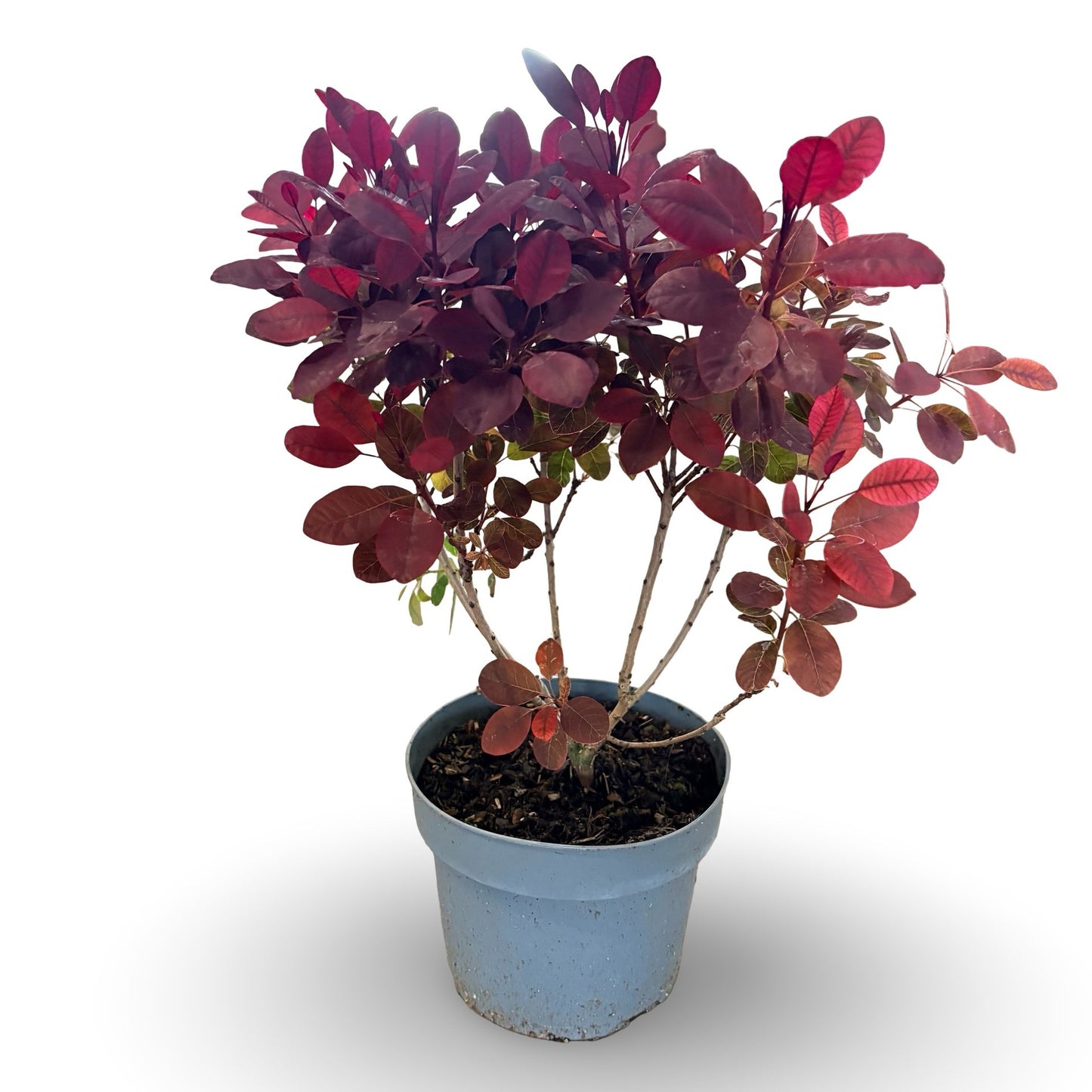 Shrubs mix 50cm 21cm Pot