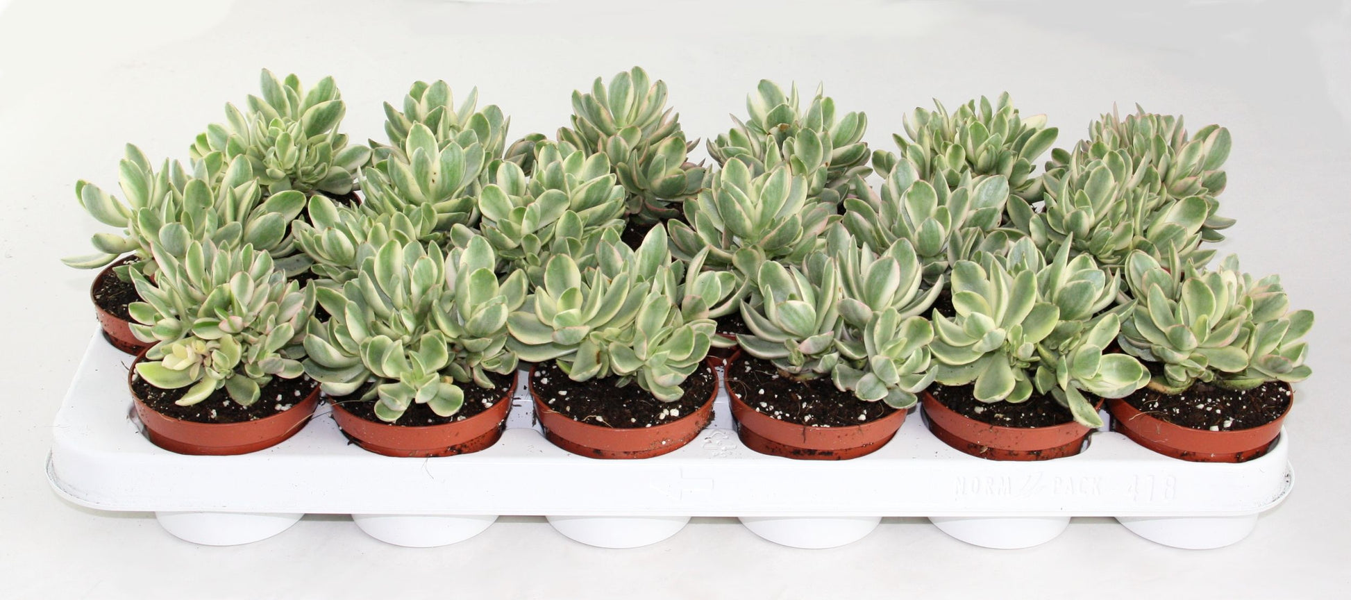 Crassula Moneymaker var. 15cm Special Pot (508)