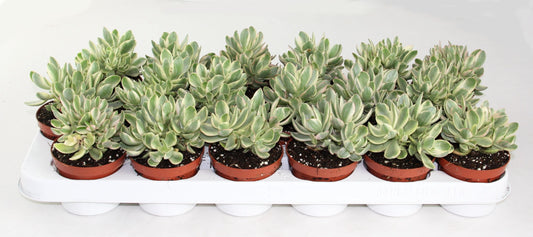 Crassula Moneymaker var. 15cm Special Pot (508)