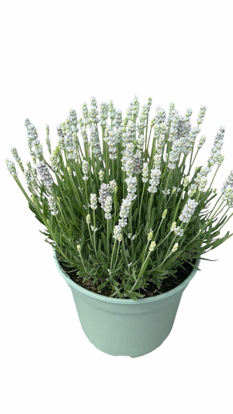Lavandula ang. BeeZee Pink 50cm 23cm Pot