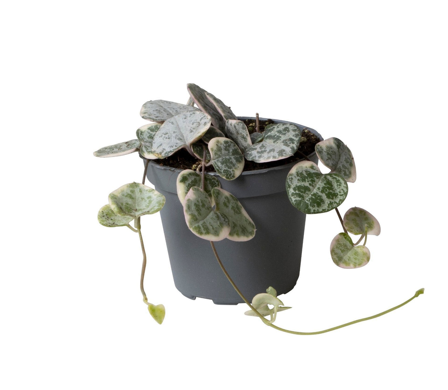 Ceropegia woodii variegated 6cm Pot