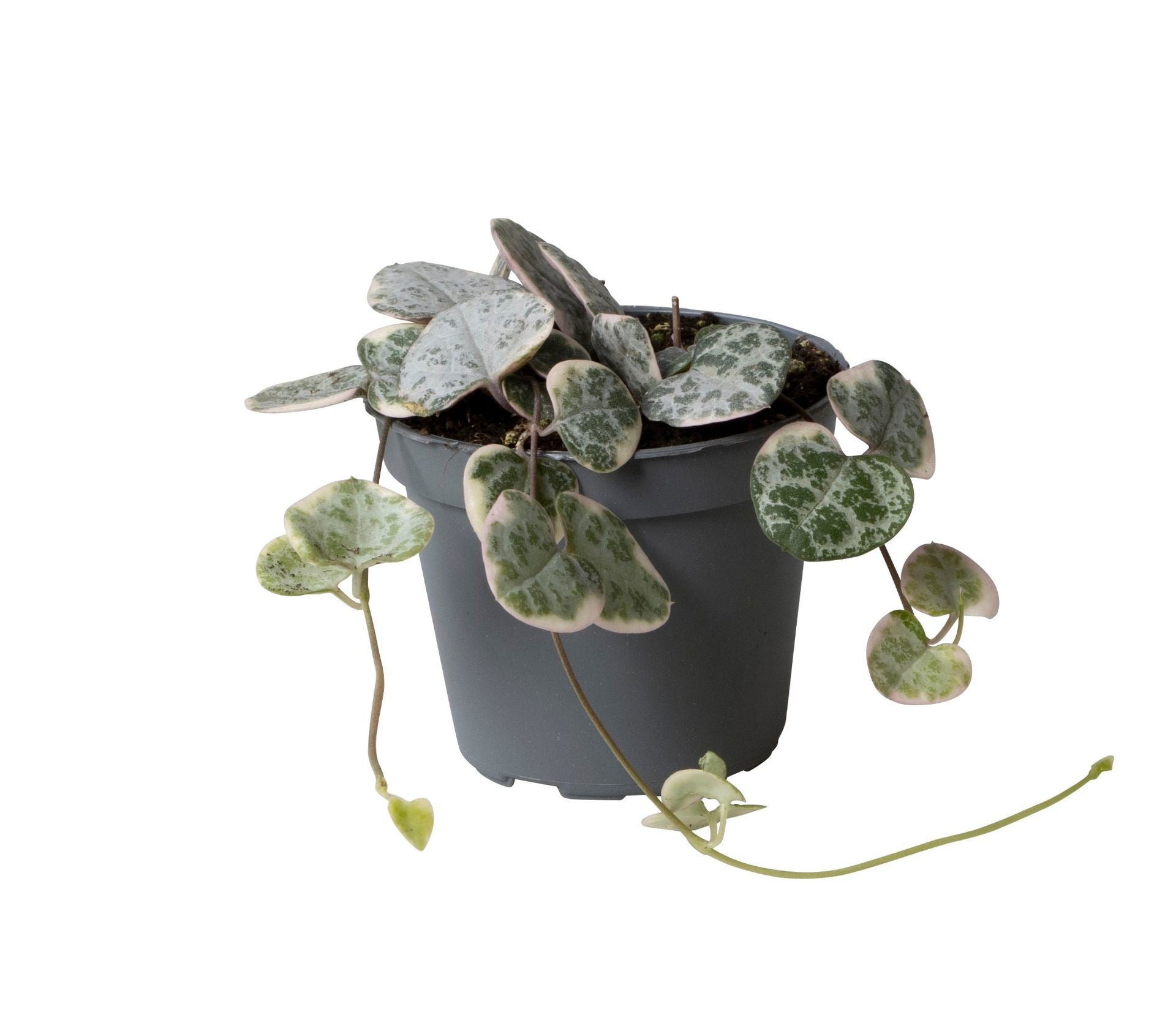 Ceropegia woodii variegated 6cm Pot