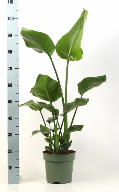 Strelitzia nicolai 90cm 21cm Pot