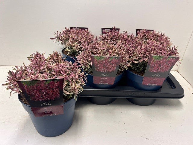 Hebe Dazzler 22cm 17cm Pot