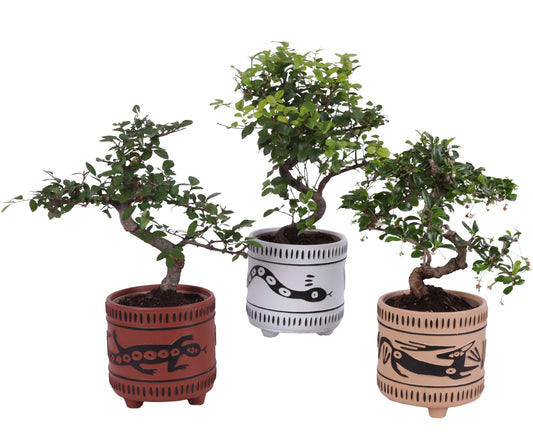 Bonsai mix 35cm 14cm Pot