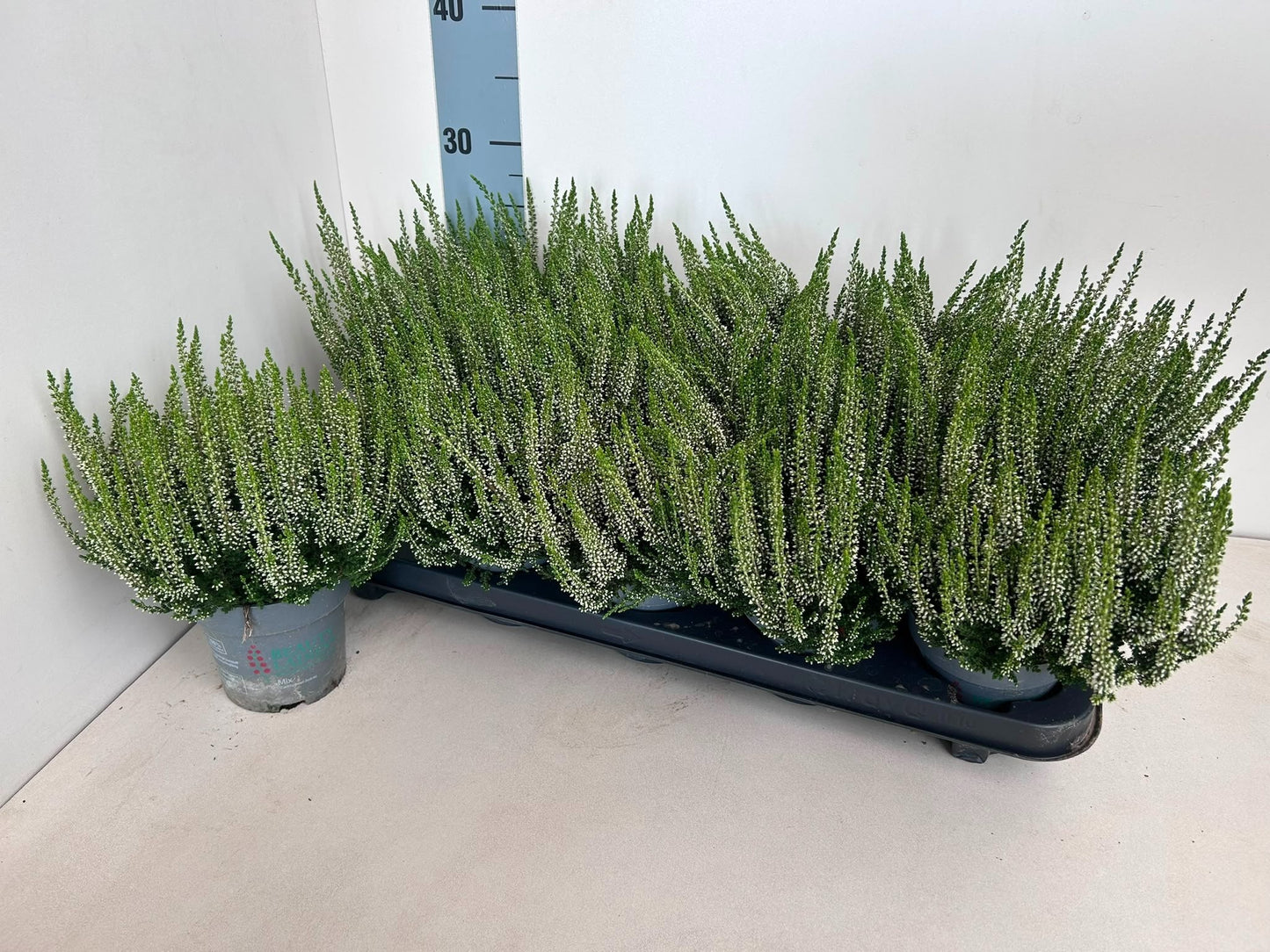 Calluna Beauty Ladies white 23cm 10.5cm Pot