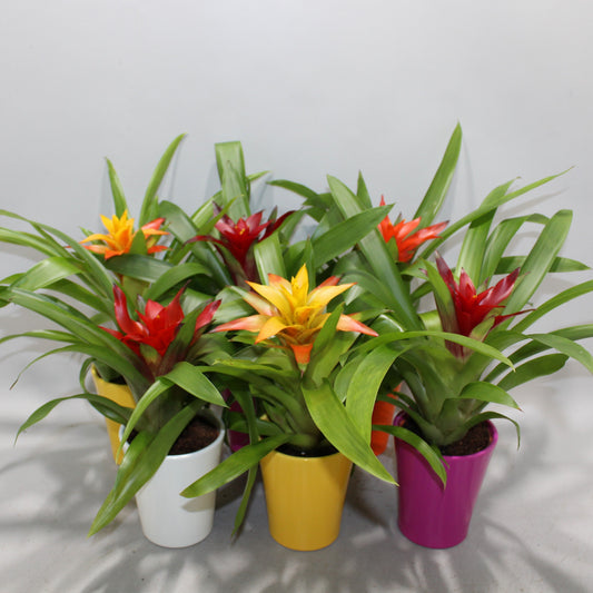 Guzmania mix (+ drp.ceramic) 30cm 9cm Pot