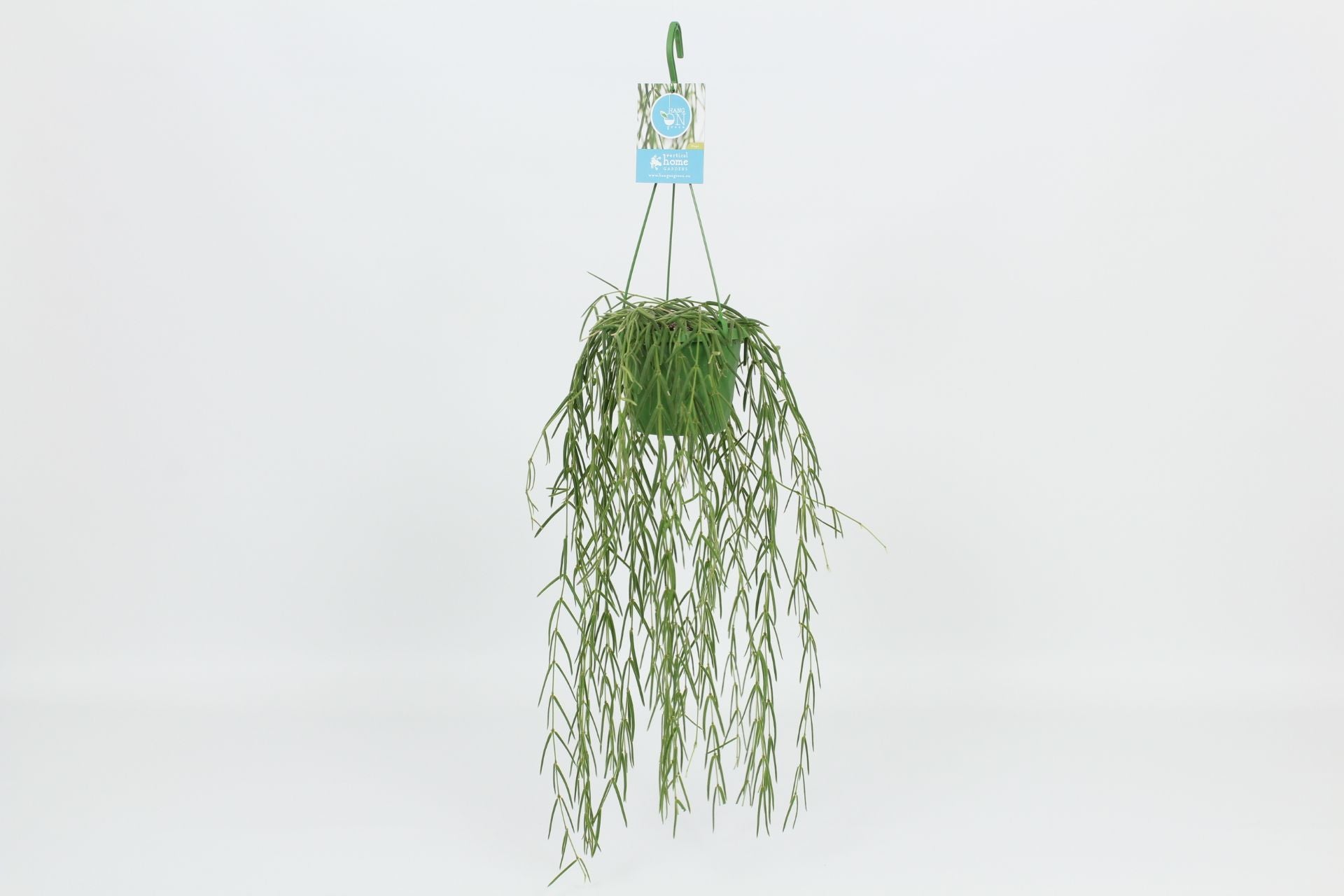 Hoya linearis 40cm 14cm Pot