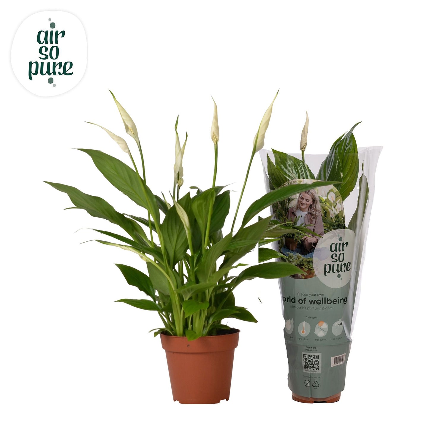 Spathiphyllum Torelli 40cm 12cm Pot