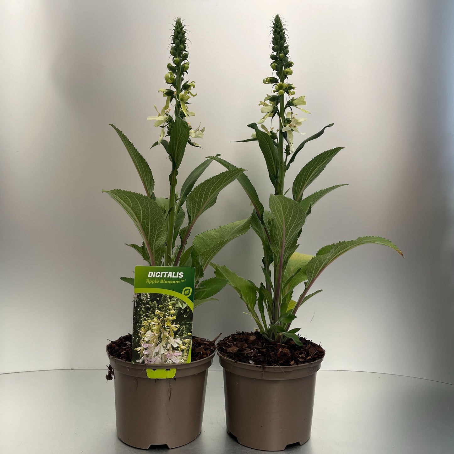 Perennial mix 25cm 17cm Pot