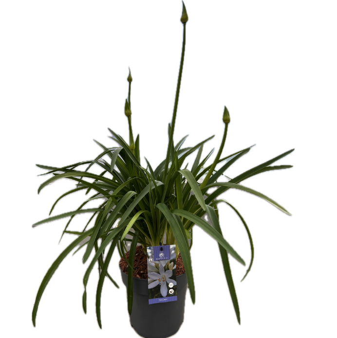 Agapanthus africanus 50cm 22cm Pot