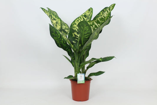Dieffenbachia Crown 100cm 24cm Pot