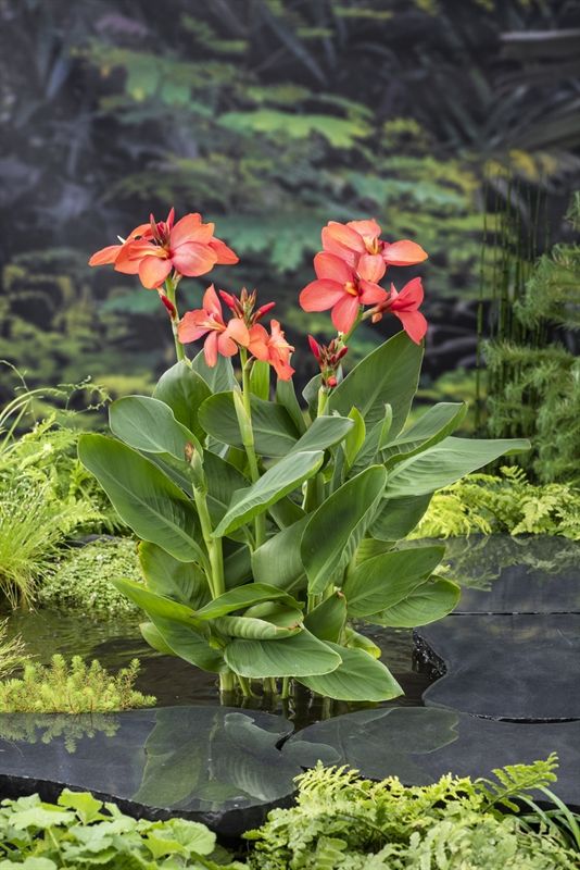 Canna Cannasol Happy Cleo 30cm 18cm Pot