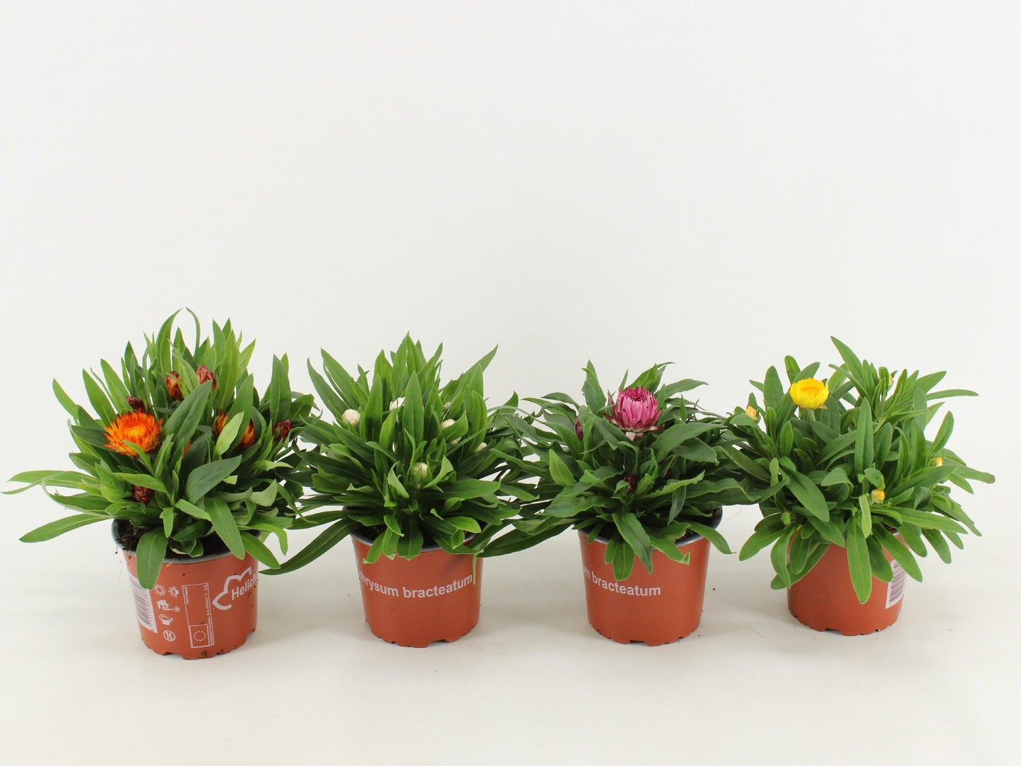 Xerochrysum Dreamtime mix 25cm 12cm Pot