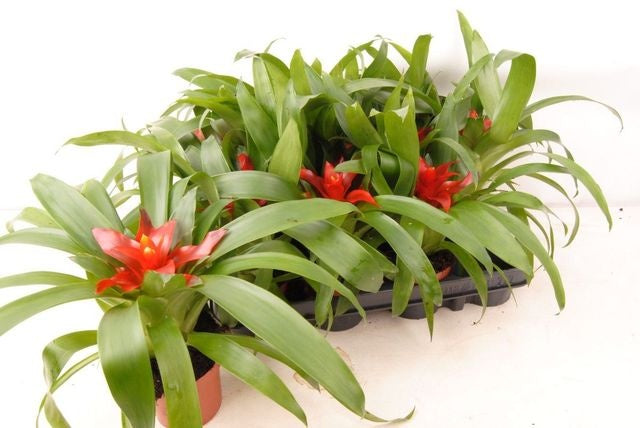 Guzmania Tempo 20cm 9cm Pot