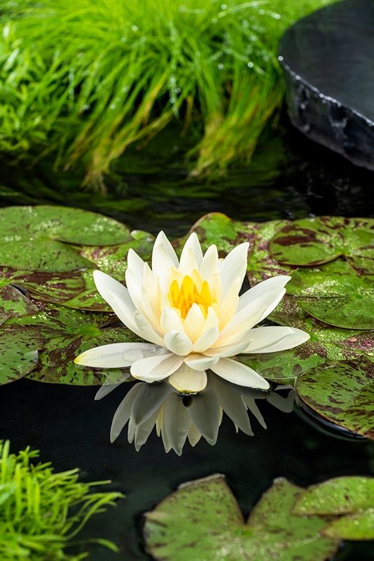 Nymphaea Lemon Mist 30cm 11cm Pot