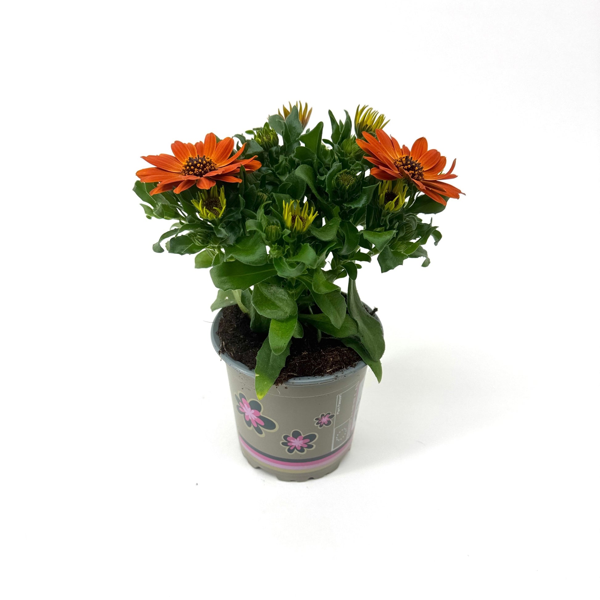 Osteospermum Margarita Orange Flare 22cm 11cm Pot