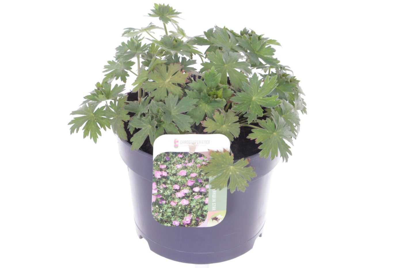 Geranium Lakwijk Star 25cm 17cm Pot