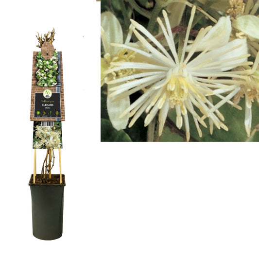 Clematis vitalba 75cm 17cm Pot