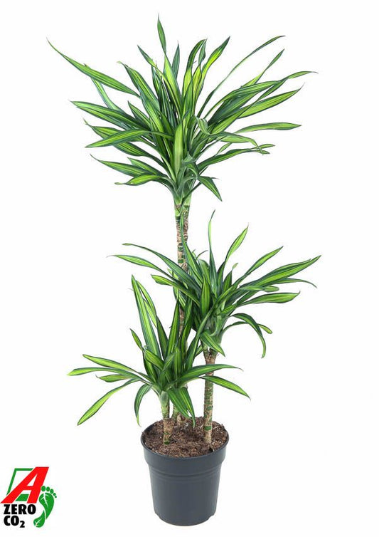 Dracaena fragrans Riki 60-30-15 110cm 21cm Pot