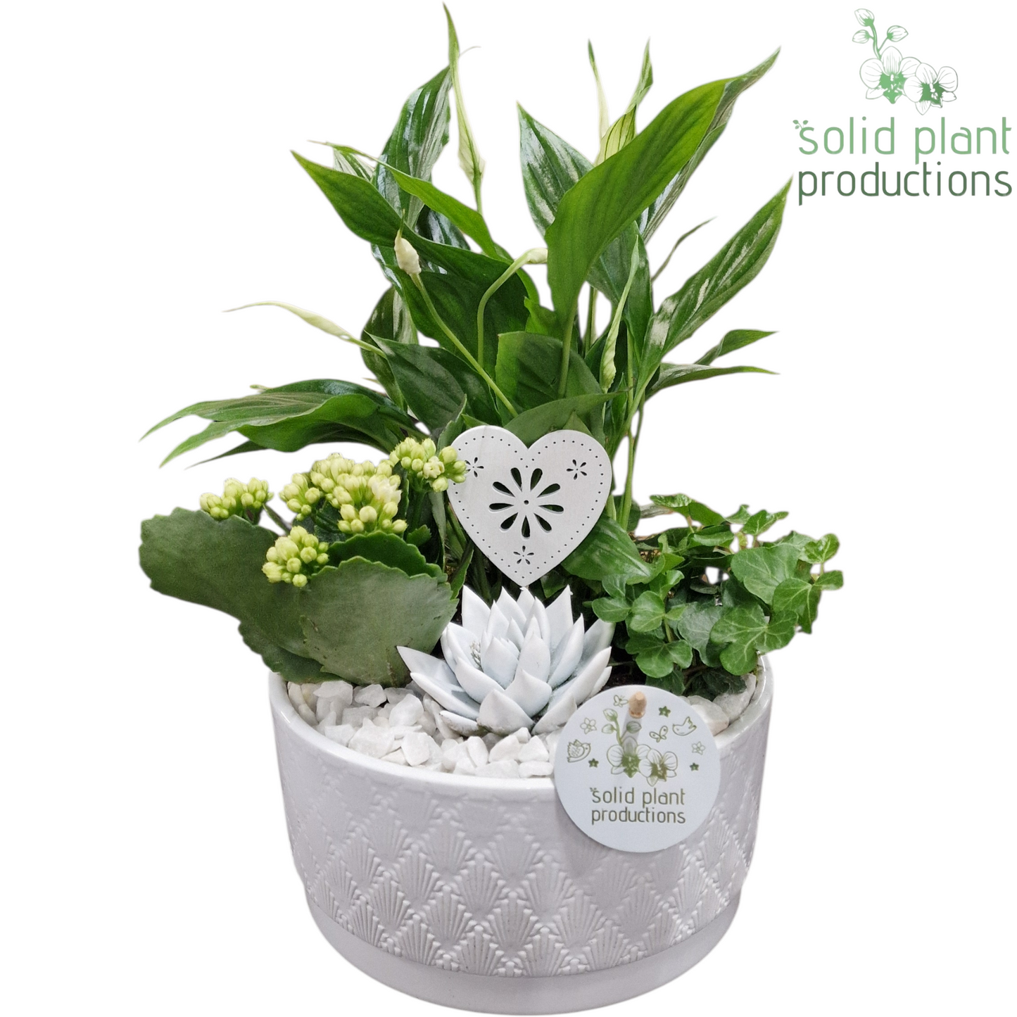 arr. Kamerplanten SE003 WV 35cm 18cm Pot