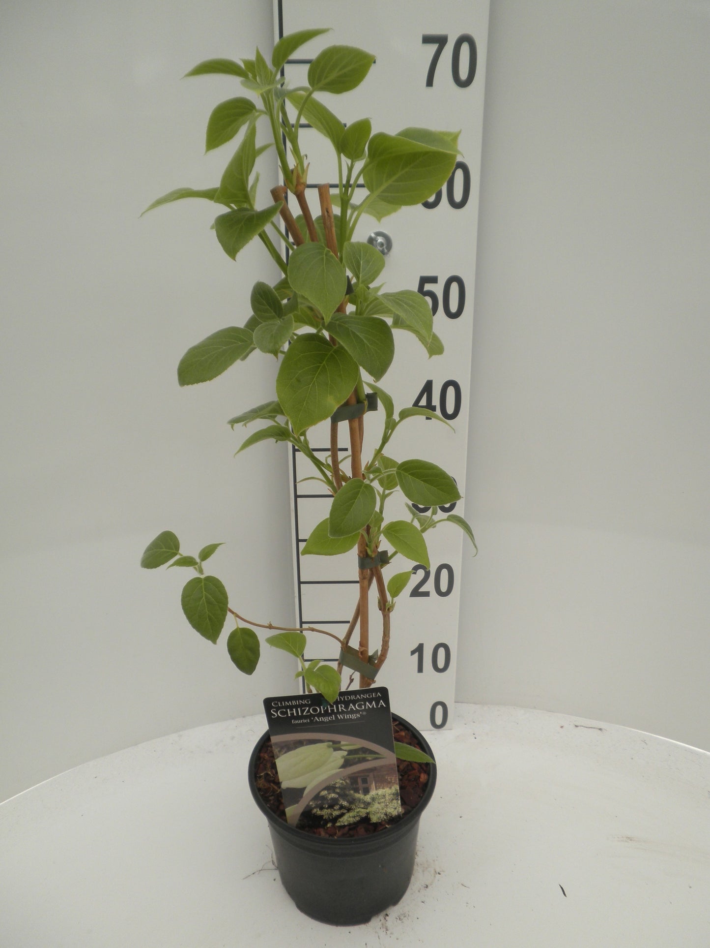 Schizophragma Angel Wings 50cm 17cm Pot